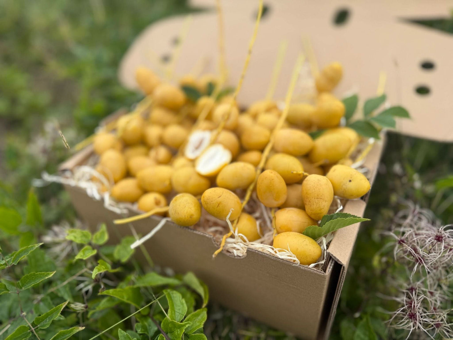 Frische gelbe Barhi Datteln naturbelassen im Karton – perfekt für alle, die Datteln gelb kaufen möchten