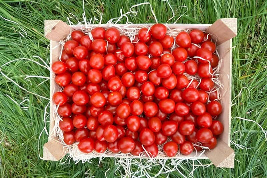 Datteltomaten Bio regional