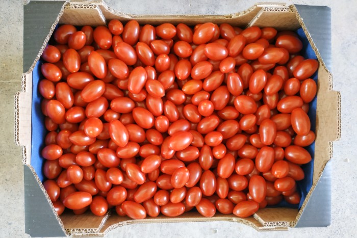 Datteltomaten Bio aus Salerno Aktionswoche
