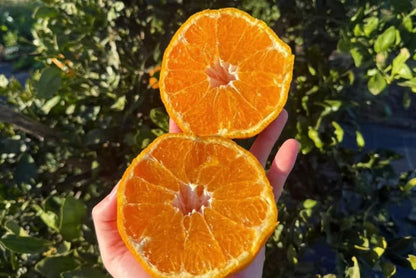 Orangen Mix Bio 1kg