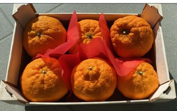 Zitrusrarität Dekopon "Mango-Mandarine" (Shiranui) 2,2kg Box