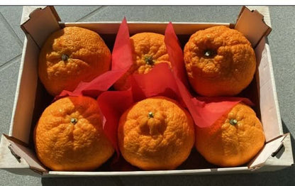 Zitrusrarität Dekopon "Mango-Mandarine" (Shiranui) 2,2kg Box