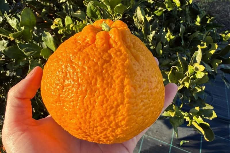 Zitrusrarität Dekopon "Mango-Mandarine" (Shiranui) 2,2kg Box