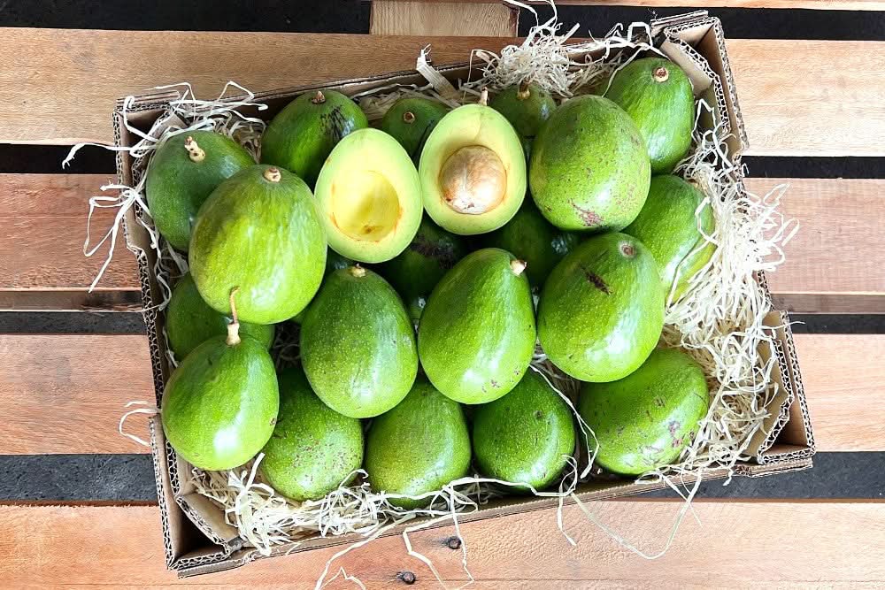 Avocadorarität 