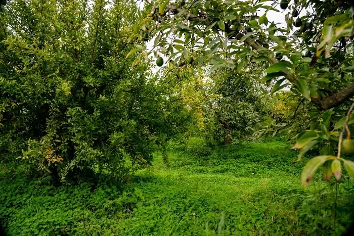 Bio Avocado & Orangen Box Demeter Finca Jelanisoli 4kg