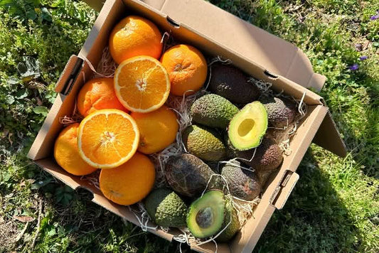 Bio Avocado & Orangen Box Demeter Finca Jelanisoli 4kg