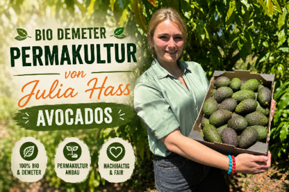 Avocado Hass von Julia Demeter & Permakultur