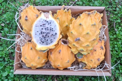 Goldene Drachenfrucht Retterbox % 1,5kg