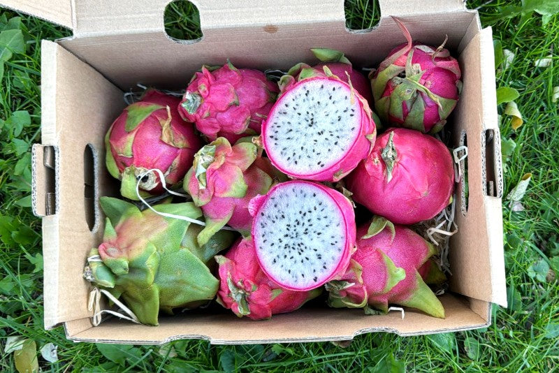 Drachenfrucht gelb & weiss Bio von Salvador Retterbox 2kg – Produktansicht 3