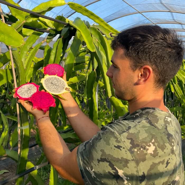 Drachenfrucht kaufen – Mann hält verschiedene Sorten Pitahaya auf der Plantage