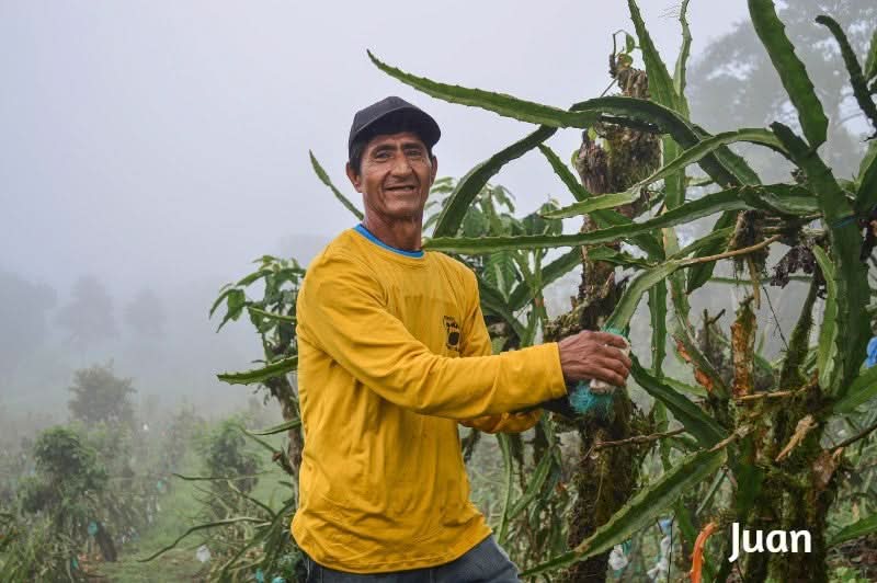Drachenfrucht kaufen – Bauer Juan bei der Ernte der gelben Pitahaya auf dem Feld