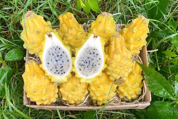 Frische gelbe Drachenfrucht kaufen – Bio Pitahaya im Karton, auf grünem Gras arrangiert