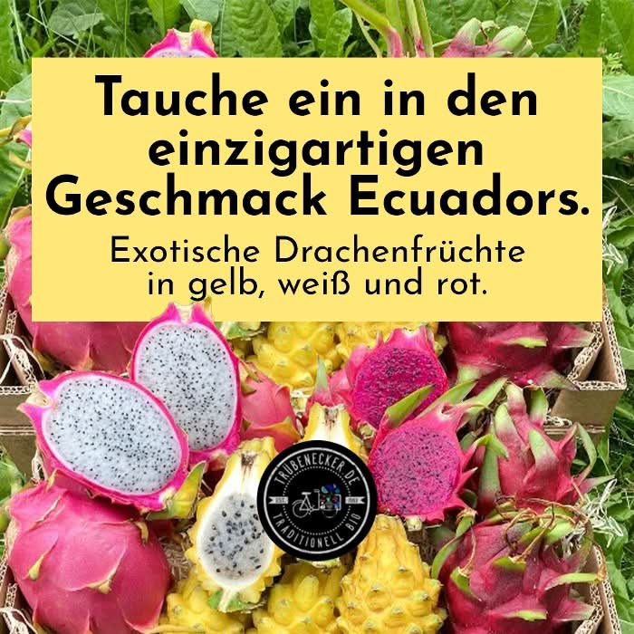 Drachenfrucht kaufen – Bunte Bio Drachenfrüchte in gelb, weiß und rot aus Ecuador