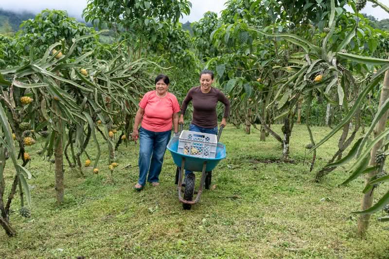 Drachenfrucht kaufen – Frauen ernten frische Pitahaya auf der Bio-Finca
