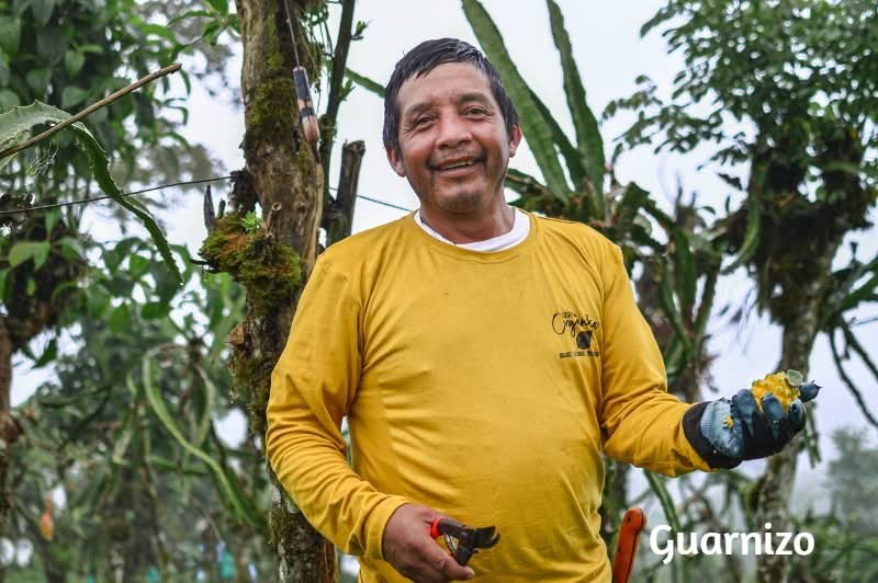 Guarnizo bei der Ernte von gelber Bio Drachenfrucht kaufen – nachhaltiger Anbau in Südamerika