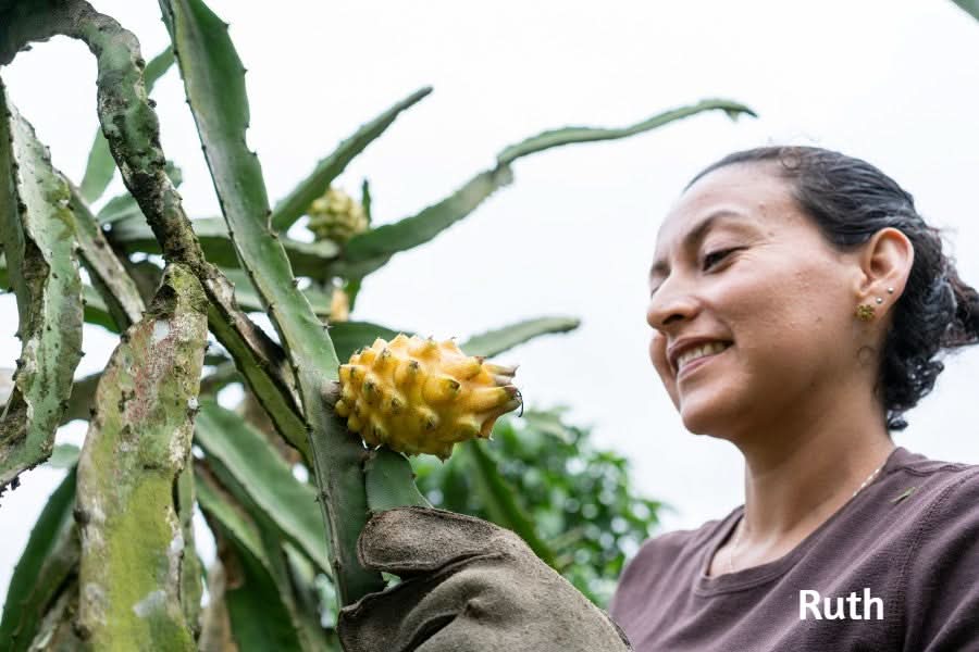 Drachenfrucht kaufen – Bio gelbe Pitahaya frisch geerntet von Hand