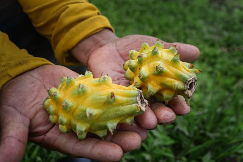 Drachenfrucht kaufen – Gelbe Pitahaya frisch in Hand geerntet