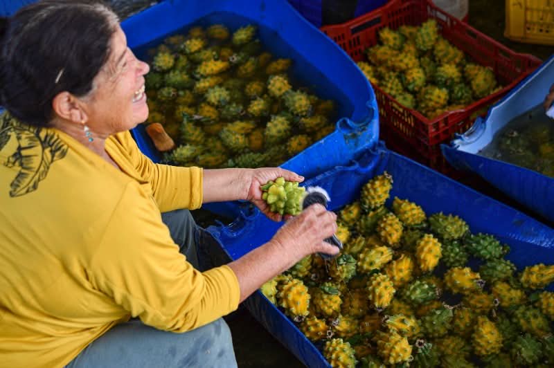 Frau reinigt frische gelbe Bio Drachenfrucht kaufen in Südamerika für nachhaltigen Direktversand