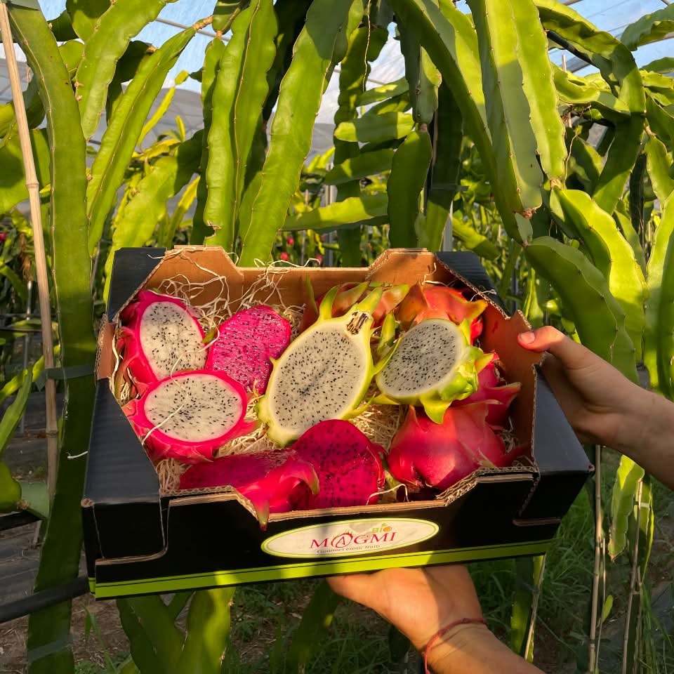 Drachenfrucht kaufen – Mix Box mit roten und weißen Pitahaya frisch von der Plantage