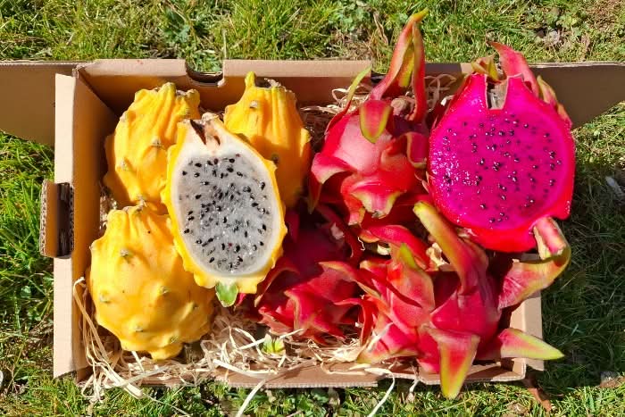 Drachenfrucht kaufen – Mix Box mit gelben und roten Pitahaya Früchten frisch geliefert