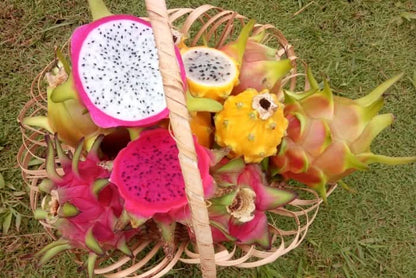 Drachenfrucht kaufen – Mix aus gelber, roter und weißer Pitahaya im Korb