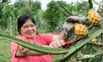 Drachenfrucht kaufen – Teresa erntet gelbe Pitahaya frisch vom Feld