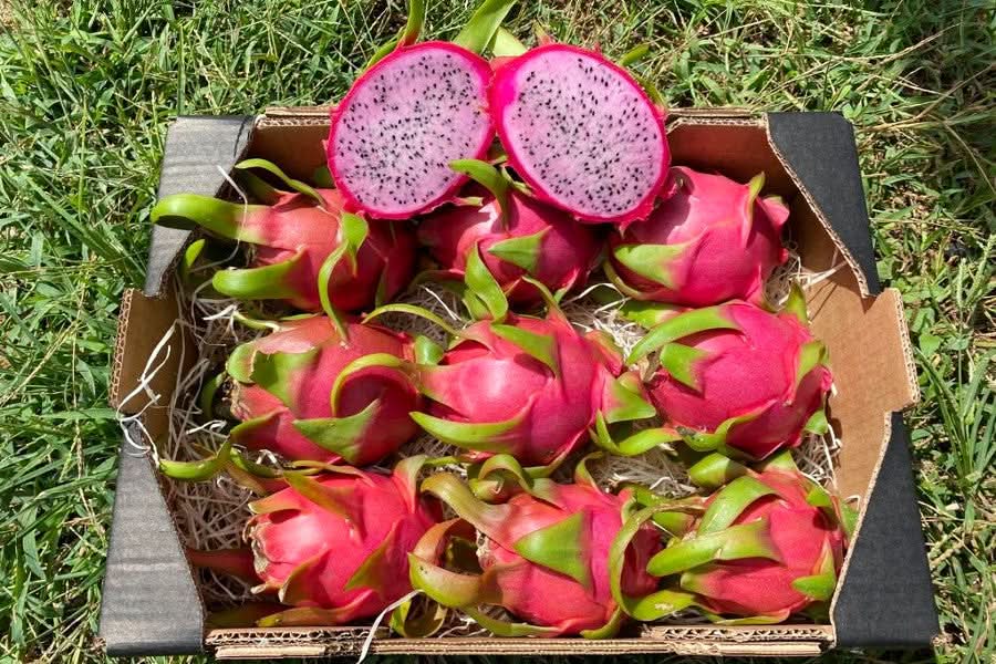 drachenfrucht aufbewahren Drachenfrucht Rarität pink Bio bestellen