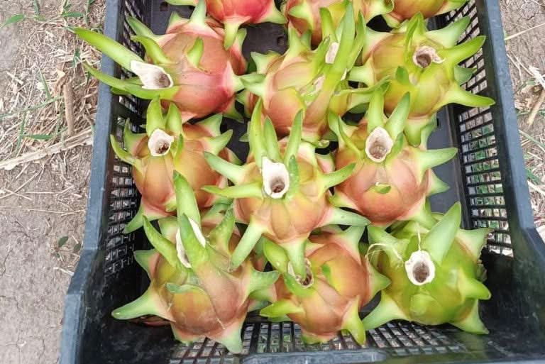 Drachenfrucht weiss Bio von Salvador