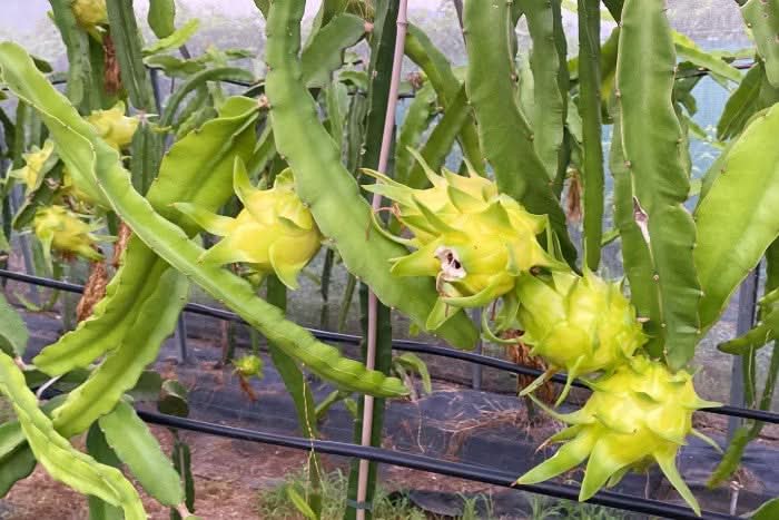 Drachenfrucht-Rarität Isis Golden Sparbox