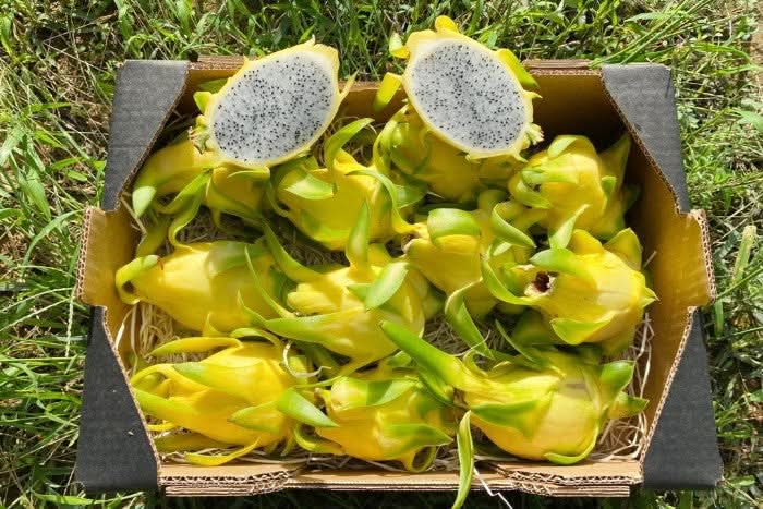 Drachenfrucht-Rarität Isis Golden Sparbox