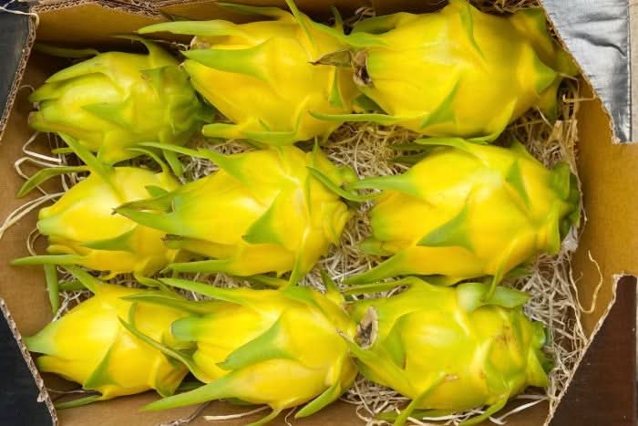 drachenfrucht aufbewahren Drachenfrucht Rarität gelb bestellen