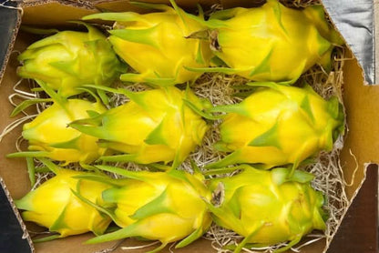 Drachenfrucht-Rarität Isis Golden Sparbox