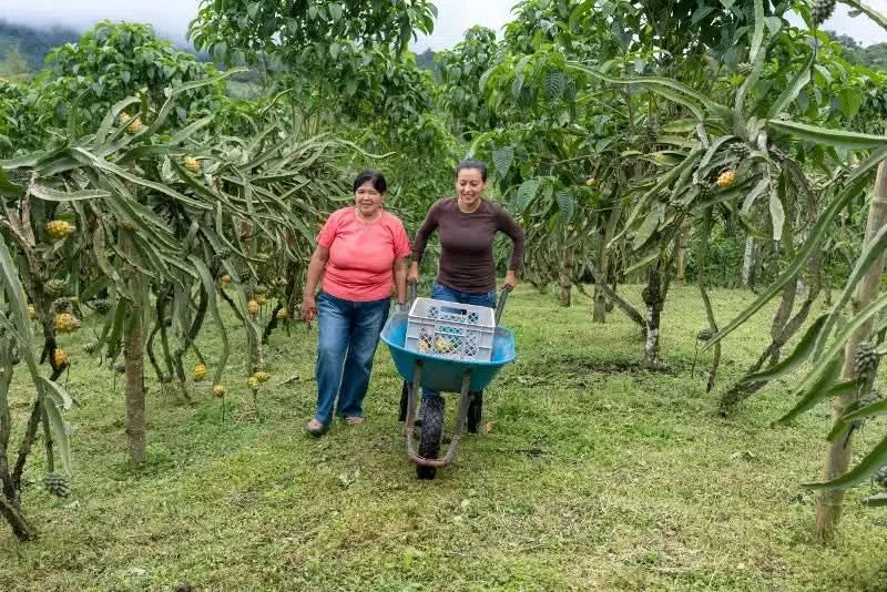 Maracuja gelb Bio von Tierra
