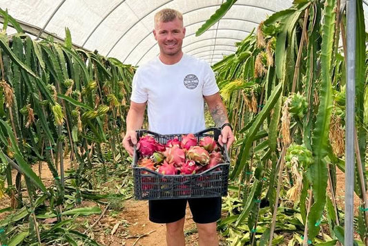 drachenfrucht kaufen – Erzeuger mit frischer Bio-Drachenfrucht Ernte im Gewächshaus
