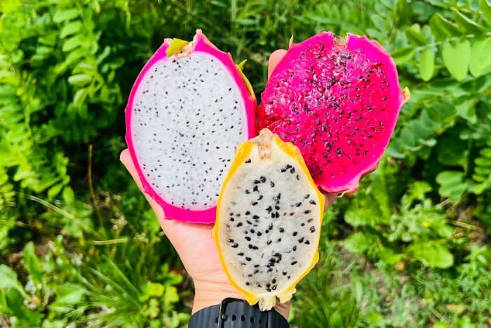 drachenfrucht aufbewahren drachenfrucht kaufen: Exotischer Genuss aus Ecuador
