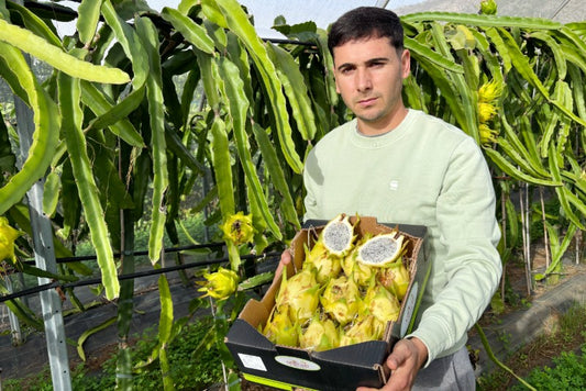 Drachenfrucht gelb Bio von Salvador Retterbox