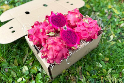 Drachenfrucht rot naturbelassen Indonesien