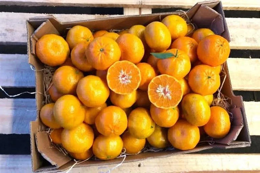 Echte Mandarinen "Ciaculli" Bio Sizilien Sparpreis-Box %