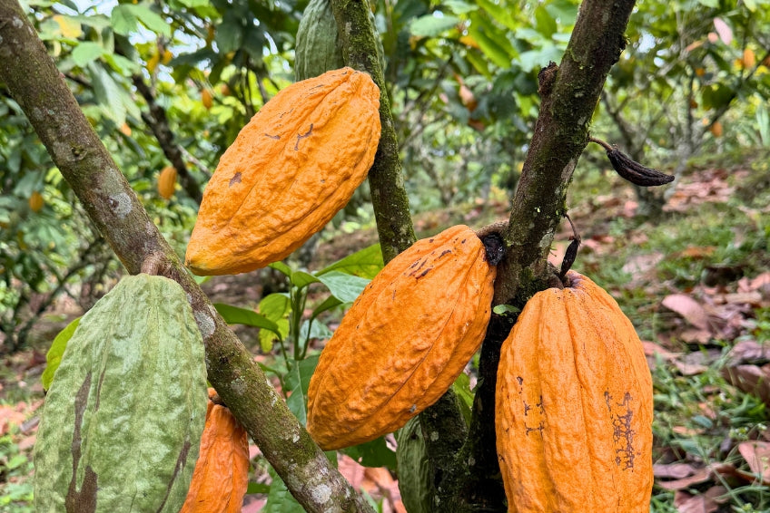 Kakaofrucht naturbelassen Ecuador