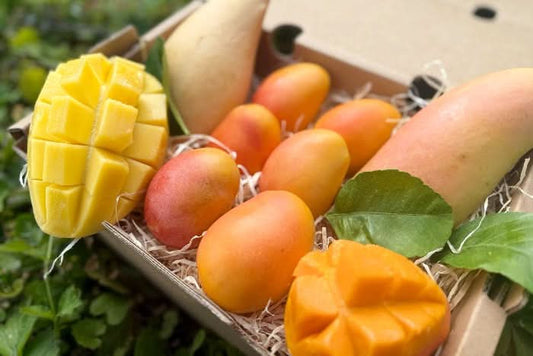 Mango Entdeckerbox