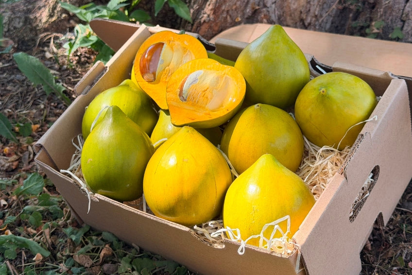 Eggfruit (Canistel)