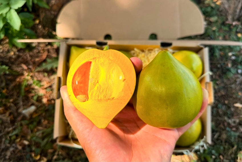 Eggfruit (Canistel)