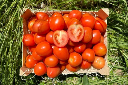 Tomaten "Roma" vom Biohof Fink aus Österreich