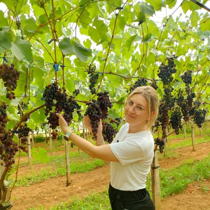 Trauben Mix mit Kern Bio von Elisa aus Sizilien