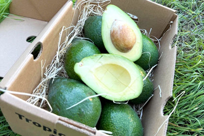 Avocado Ettinger von Julian