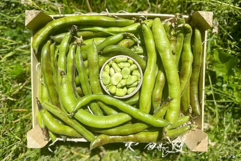 Dicke Bohnen (Original Fava) Bio aus der Provence
