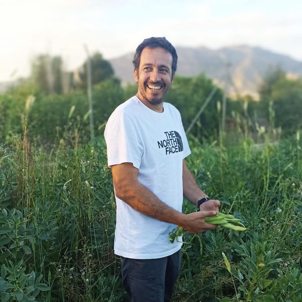 Dicke Bohnen (Original Fava) Bio aus der Provence