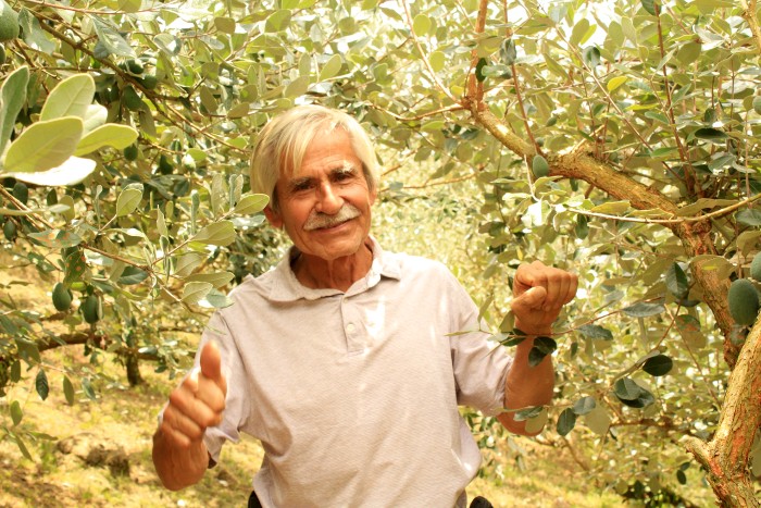 Feijoa (brasilianische Guave) Bio