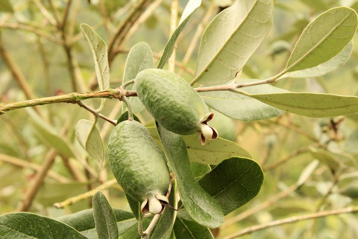 Feijoa (brasilianische Guave) Bio
