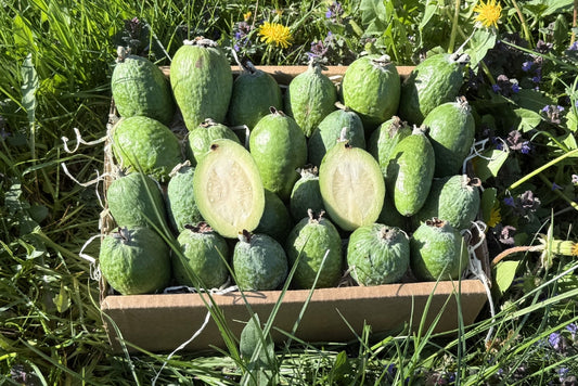 Feijoa (brasilianische Guave)